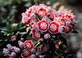 Heirloom Laurel Flower Seeds for Planting – Perfect for Borders, Non-GMO, High Germination Organic Garden Seeds