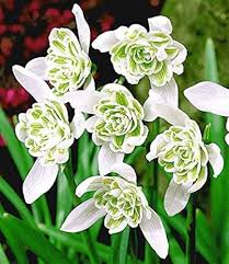 Rare Scented Snowdrops (Galanthus nivalis 'Flore Pleno') Flower Seeds for Planting - Heirloom & Non-GMO Seeds for Home Garden