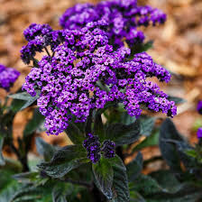 Purple Heliotrope Flower Seeds for Planting | Heirloom Non-GMO Organic Garden Seeds, High Germination
