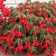 Boliviensis Flower Seeds for Planting – Vibrant Colors, Heirloom, Non-GMO, High Germination Garden Seeds