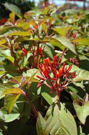 Hamelia Patens Flower Seeds for Planting – Fragrant Blossoms Heirloom Non-GMO Organic Garden Seeds