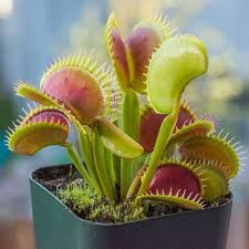 Venus Fly Trap Flower Seeds for Planting – Heirloom, Non-GMO, High Germination Organic Garden Seeds