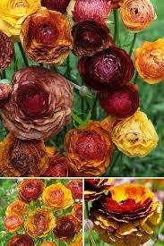 Ranunculus Flower Seeds for Planting – Premium Quality Heirloom Non-GMO Organic Garden Seeds
