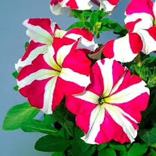 White & Red Petunia Flower Seeds for Planting – Heirloom, Non-GMO, Easy to Grow Organic Garden Seeds