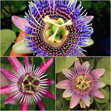 Mixed Colour Passiflora Flower Seeds – Heirloom, Non-GMO, High Germination Organic Garden Seeds