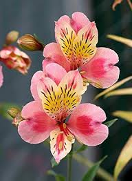 Red Yellow Alstroemeria Flower Seeds for Planting – Heirloom, Non-GMO, High Germination Organic Garden Seeds