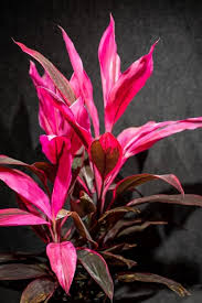 Cordyline Flower Seeds for Planting | Low Maintenance | Heirloom Non-GMO High Germination Seeds