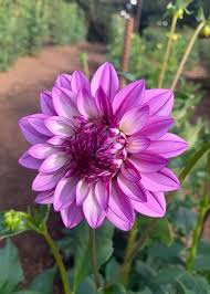 Violet Dahlia Flower Seeds for Planting – Heirloom, Non-GMO, Compact Growth Organic Garden Seeds
