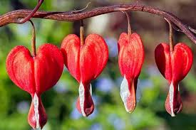 Bleeding Heart Flower Seeds for Planting – Heirloom, Non-GMO, High Germination Organic Garden Seeds