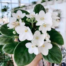 African Violet Flower Seeds for Planting – Heirloom, Non-GMO, Long Bloom Season Organic Garden Seeds
