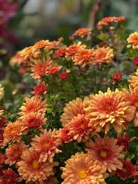 Orange Chrysanthemum Flower Seeds for Planting – Wildflower Heirloom, Non-GMO, High Germination Garden Seeds