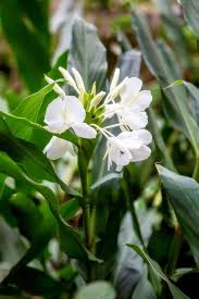 Heirloom Hedychium Coronarium Flower Seeds for Planting – Premium Quality, Non-GMO, High Germination Organic Seeds