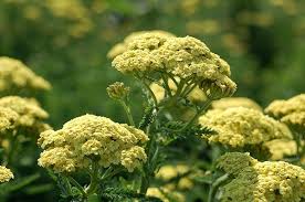 Yellow Yarrow Flower Seeds for Planting - Heirloom, Non-GMO, High Germination Organic Garden Seeds