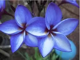 Blue Yellow Frangipani Flower Seeds for Planting | Heirloom Non-GMO Organic Garden Seeds