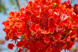 Heirloom Gulmohar Flower Seeds for Planting – Non-GMO, High Germination Garden Seeds