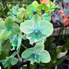 Blue Phalaenopsis Orchid Flower Seeds for Planting – Sun-Loving, Heirloom, Non-GMO, High Germination Seeds