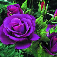 Purple Dragon Rose Flower Seeds for Planting – Heirloom Non-GMO Premium Quality Organic Garden Seeds
