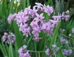 Heirloom Tulbaghia Flower Seeds – Non-GMO, High Germination Organic Garden Seeds