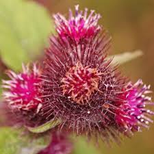 Arctium Lappa Flower Seeds for Planting – Hardy Variety, Heirloom, Non-GMO & High Germination Seeds