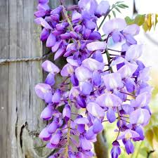 Heirloom Purple Chinese Wisteria Flower Seeds for Planting – Non-GMO, Premium Quality, High Germination
