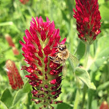 Organic Red Trifolium Incarnatum Flower Seeds for Planting – Vibrant Colors, Heirloom, Non-GMO, High Germination Seeds