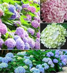 Mixed Hydrangea Flower Seeds for Planting – Border-Perfect Heirloom, Non-GMO, High Germination Garden Seeds