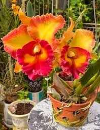 Orange Cattleya Hybrida Flower Seeds for Planting – Heirloom, Non-GMO, Hardy Variety, Organic Garden Seeds