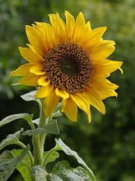 SunFlower Seeds for Planting – Heirloom, Non-GMO, High Germination Organic Garden Seeds