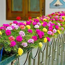 Heirloom Moss Flower Seeds for Planting – Non-GMO, High Germination Organic Garden Seeds