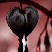 Flower Seeds, Seeds,Seeds For Planting,Plant Seeds