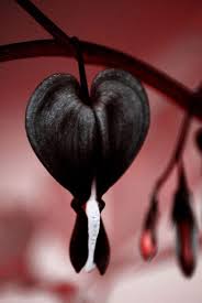 Flower Seeds, Seeds,Seeds For Planting,Plant Seeds