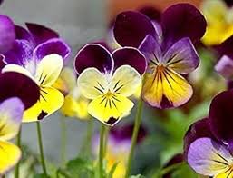 Johnny Jump-up Viola Flower Seeds for Planting – Heirloom, Non-GMO, Colorful Display Organic Garden Seeds