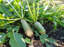 Green Radish Seeds for Planting – Heirloom & Non-GMO Spicy Salad Root Variety