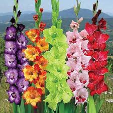 Gladiolus Flower Seeds for Planting – Heirloom, Non-GMO, Vibrant Colors Organic Garden Seeds