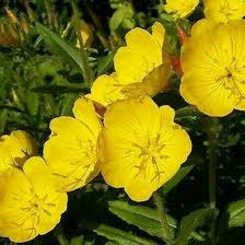Oenothera Missouriensis Flower Seeds – Heirloom, Non-GMO, Wildflower Mix Organic Garden Seeds for Planting
