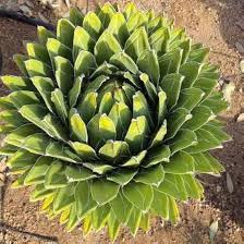 Green Victoria Agave Flower Seeds for Planting – Heirloom, Non-GMO, Pollinator Friendly Organic Garden Seeds