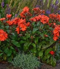 Red Orange Lychnis Arkwrightii Flower Seeds for Planting – Heirloom, Non-GMO, High Germination Organic Garden Seeds
