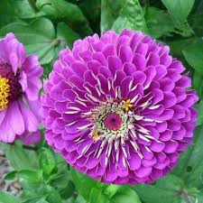 Deep Purple Zinnia Flower Seeds for Planting | Heirloom Non-GMO High Germination Organic Garden Seeds