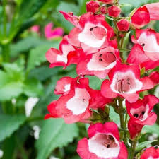 Penstemon Flower Seeds for Planting – Easy to Grow Heirloom Non-GMO High Germination Garden Seeds