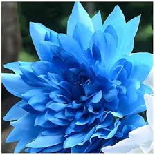 Blue Dahlia Flower Seeds – Non-GMO, High Germination Heirloom Organic Garden Seeds