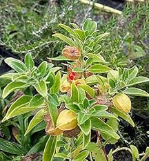 Green Withania Somnifera Flower Seeds for Planting – Easy to Grow, Heirloom, Non-GMO, High Germination