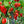 Vegetable Seeds,Garden seeds, Seeds For Planting,Plant Seeds