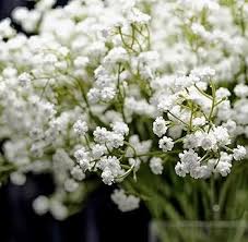 Baby’s-Breath Flower Seeds for Planting – Heirloom, Non-GMO, Bright Blooms, High Germination Organic Garden Seeds
