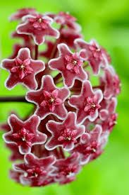 Maroon Hoya Flower Seeds for Planting – Heirloom, Non-GMO, Hardy Organic Garden Seeds