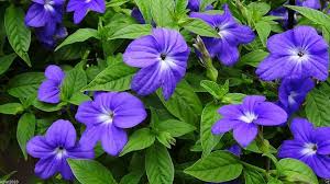 Browallia Flower Seeds – Heirloom, Non-GMO, High Germination Organic Garden Seeds