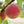 Fruit Seeds,Garden seeds, Seeds For Planting,Plant Seeds