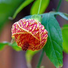 Tangerine Orange Abutilon Flower Seeds for Planting | Heirloom Non-GMO High Germination Organic Garden Seeds