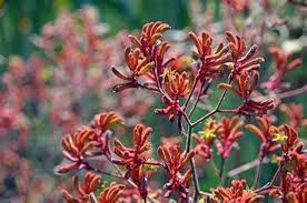 Anigozanthos Flower Seeds for Planting – Low Maintenance, Heirloom, Non-GMO, Organic Garden Seeds