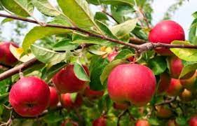 Fruit Seeds,Garden seeds, Seeds For Planting,Plant Seeds