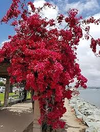 Maroon Bougainvillea Flower Seeds for Planting – Heirloom, Non-GMO, High Germination Organic Garden Seeds